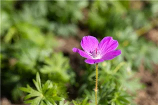 Geranium sanguineum - Blutroter Storchschnabel Geranium sanguineum - Blutroter Storchschnabel