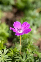 Geranium sanguineum - Blutroter Storchschnabel Geranium sanguineum - Blutroter Storchschnabel