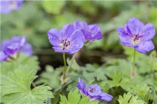 Geranium wallichianum 'Rozanne'® - Storchschnabel 'Rozanne'® Geranium wallichianum 'Rozanne'® - Storchschnabel 'Rozanne'®