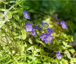 Geranium wallichianum 'Rozanne'® - Storchschnabel 'Rozanne'® Geranium wallichianum 'Rozanne'® - Storchschnabel 'Rozanne'®