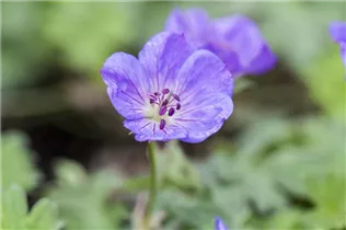 Geranium wallichianum 'Rozanne'® - Storchschnabel 'Rozanne'® Geranium wallichianum 'Rozanne'® - Storchschnabel 'Rozanne'®