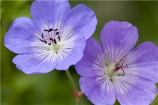 Geranium wallichianum 'Rozanne'® - Storchschnabel 'Rozanne'® Geranium wallichianum 'Rozanne'® - Storchschnabel 'Rozanne'®