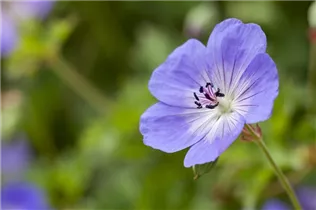 Geranium wallichianum 'Rozanne'® - Storchschnabel 'Rozanne'® Geranium wallichianum 'Rozanne'® - Storchschnabel 'Rozanne'®