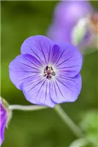 Geranium wallichianum 'Rozanne'® - Storchschnabel 'Rozanne'® Geranium wallichianum 'Rozanne'® - Storchschnabel 'Rozanne'®