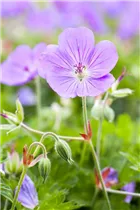 Geranium wallichianum 'Rozanne'® - Storchschnabel 'Rozanne'® Geranium wallichianum 'Rozanne'® - Storchschnabel 'Rozanne'®