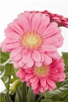 Gerbera - Gerbera