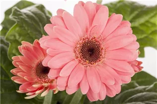 Gerbera - Gerbera