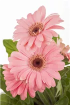 Gerbera - Gerbera