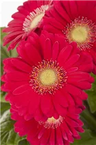 Gerbera - Gerbera