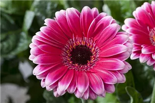 Gerbera - Gerbera