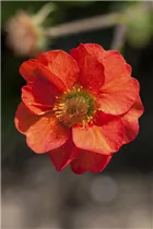Geum chiloense 'Mrs. Bradshaw' - Garten-Nelkenwurz 'Mrs. Bradshaw'