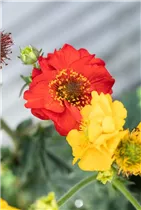 Geum coccineum - Rotblühende Nelkenwurz