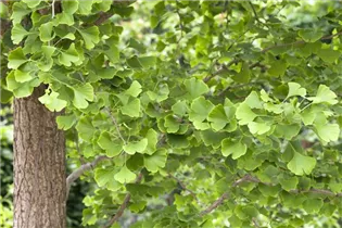 Ginkgo biloba - Fächerblattbaum