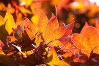 - Der herbstliche Garten schön in Form  - Der herbstliche Garten schön in Form