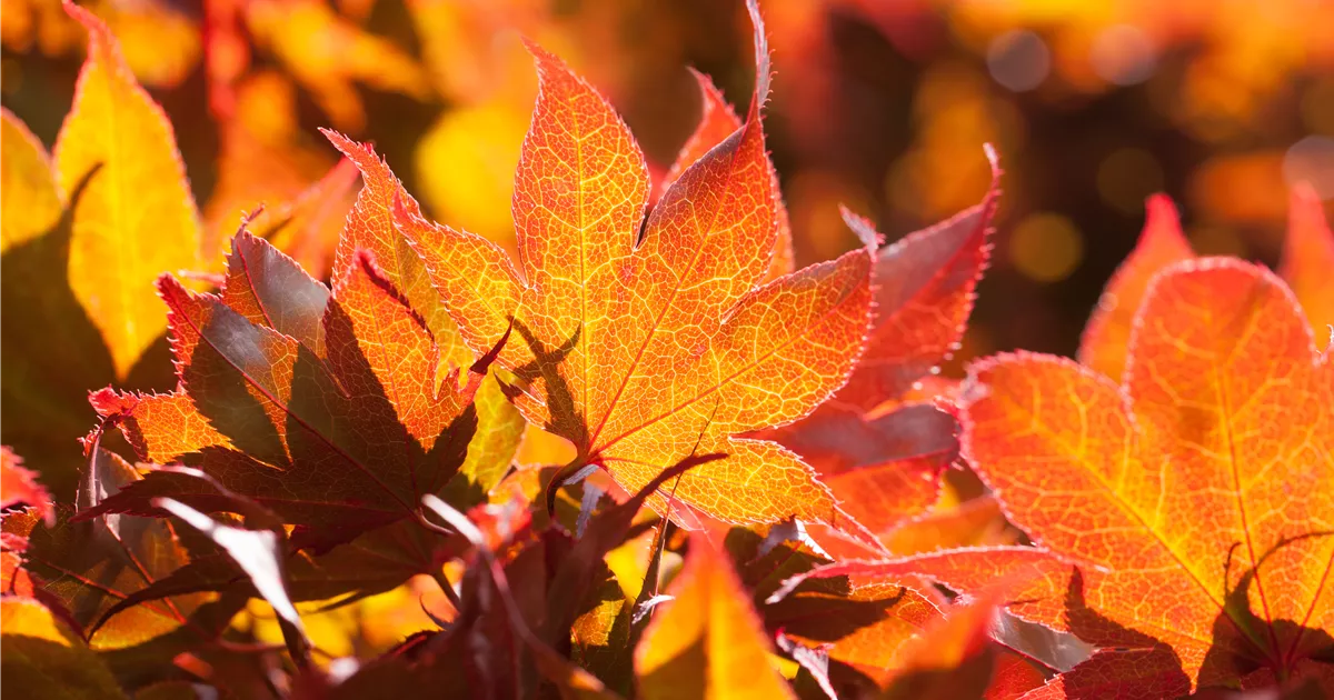  - Der herbstliche Garten schön in Form