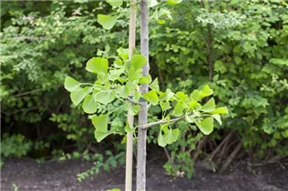 Ginkgo biloba - Fächerblattbaum