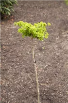 Ginkgo biloba - Fächerblattbaum