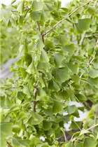 Ginkgo biloba - Fächerblattbaum