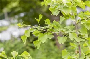 Ginkgo biloba - Fächerblattbaum