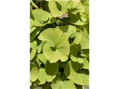 Ginkgo biloba 'Mariken' - Fächerblattbaum 'Mariken' Ginkgo biloba 'Mariken' - Fächerblattbaum 'Mariken'
