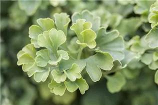 Ginkgo biloba 'Mariken' - Fächerblattbaum 'Mariken' Ginkgo biloba 'Mariken' - Fächerblattbaum 'Mariken'