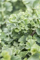 Ginkgo biloba 'Mariken' - Fächerblattbaum 'Mariken' Ginkgo biloba 'Mariken' - Fächerblattbaum 'Mariken'