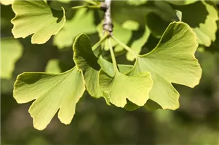 Ginkgo biloba 'Menhir'® - Säulen-Fächerblattbaum 'Menhir'®
