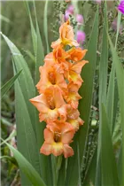 Gladiolus - Gladiole Gladiolus - Gladiole