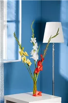 Gladiolus - Gladiole Gladiolus - Gladiole