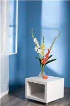 Gladiolus - Gladiole Gladiolus - Gladiole