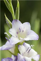 Gladiolus - Gladiole Gladiolus - Gladiole
