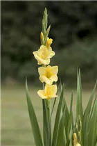 Gladiolus - Gladiole Gladiolus - Gladiole