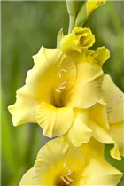 Gladiolus - Gladiole Gladiolus - Gladiole