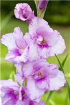 Gladiolus - Gladiole Gladiolus - Gladiole