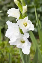 Gladiolus - Gladiole Gladiolus - Gladiole