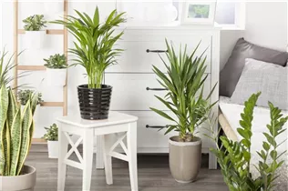 Chrysalidocarpus lutescens - Goldfruchtpalme Chrysalidocarpus lutescens - Goldfruchtpalme