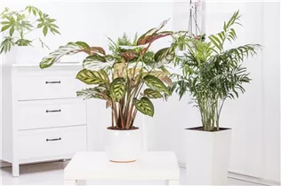 Grünpflanzen - Grünpflanzen Grünpflanzen - Grünpflanzen