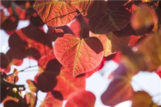 Cercis canadensis 'Ace of Hearts'(s) - Judasbaum 'Ace of Hearts'(s)