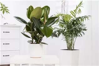 Grünpflanzen - Grünpflanzen Grünpflanzen - Grünpflanzen