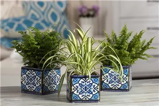 Grünpflanzen - Grünpflanzen Grünpflanzen - Grünpflanzen