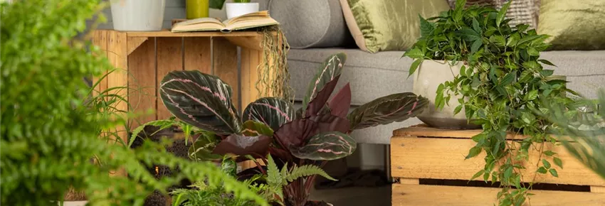 Pflanzkübel Fiberglas