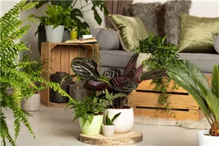 Grünpflanzen - Grünpflanzen Grünpflanzen - Grünpflanzen