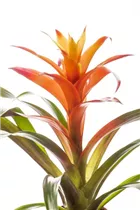 Guzmania - Guzmanie