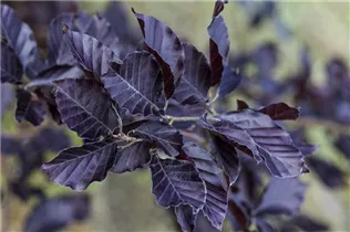 Fagus sylvatica 'Atropurpurea' - Rotbuche 'Atropurpurea'