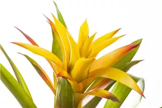 Guzmania - Guzmanie
