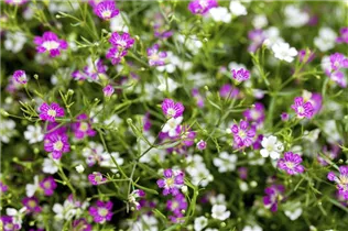 Gypsophila muralis 'Gypsy' - Mauer-Gipskraut 'Gypsy' Gypsophila muralis 'Gypsy' - Mauer-Gipskraut 'Gypsy'