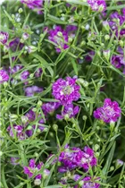 Gypsophila muralis - Mauer-Gipskraut Gypsophila muralis - Mauer-Gipskraut