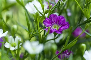 Gypsophila muralis - Mauer-Gipskraut Gypsophila muralis - Mauer-Gipskraut