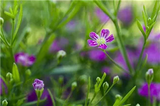 Gypsophila muralis - Mauer-Gipskraut Gypsophila muralis - Mauer-Gipskraut