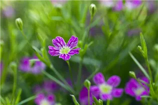 Gypsophila muralis - Mauer-Gipskraut Gypsophila muralis - Mauer-Gipskraut